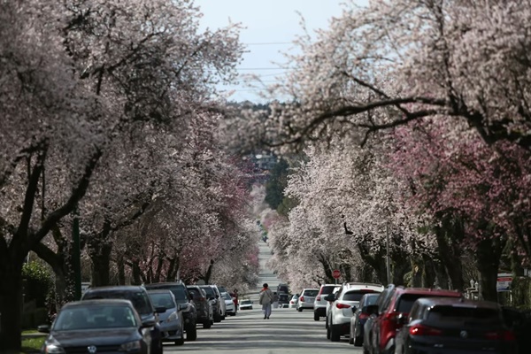 Mùa hoa anh đào nở trên khắp thế giới-13