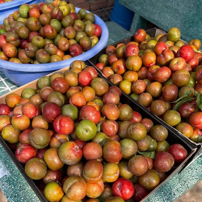 Hoa quả rớt giá rẻ như cho, riêng loại quả này đắt gấp 5 lần vẫn cháy hàng-4