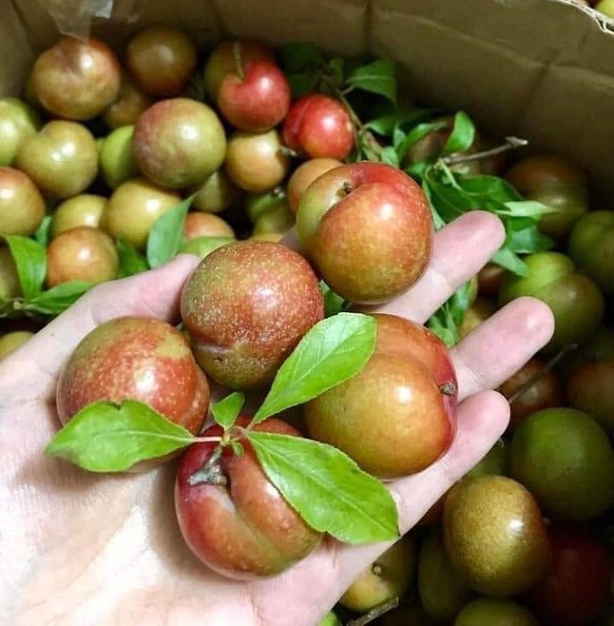 Hoa quả rớt giá rẻ như cho, riêng loại quả này đắt gấp 5 lần vẫn cháy hàng-5