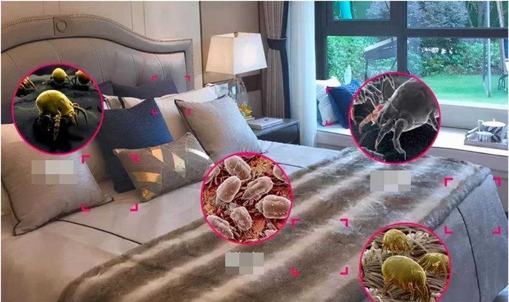 Nếu giường không được dọn dẹp trong 7 ngày sẽ sinh ra bọ mạt, phương pháp xông hơi này sẽ khiến đám côn trùng không dám bén mảng trở lại-1