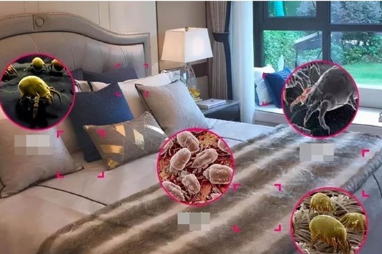 Nếu giường không được dọn dẹp trong 7 ngày sẽ sinh ra bọ mạt, 