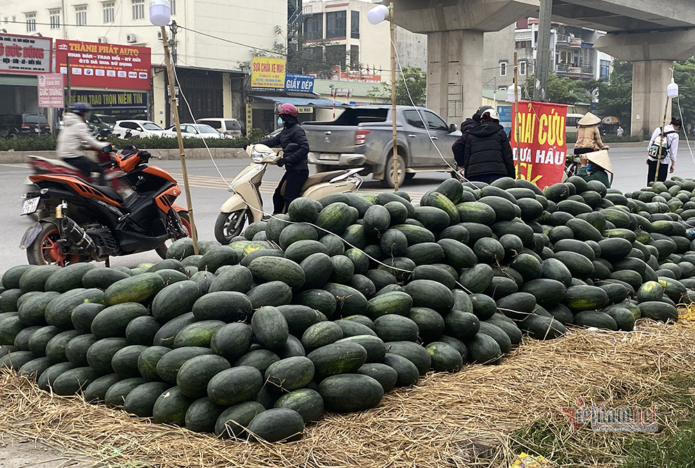 Dưa hấu nằm lăn lóc vỉa hè Hà Nội chờ giải cứu-2
