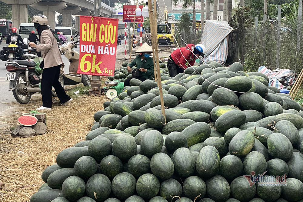 Dưa hấu nằm lăn lóc vỉa hè Hà Nội chờ giải cứu-5