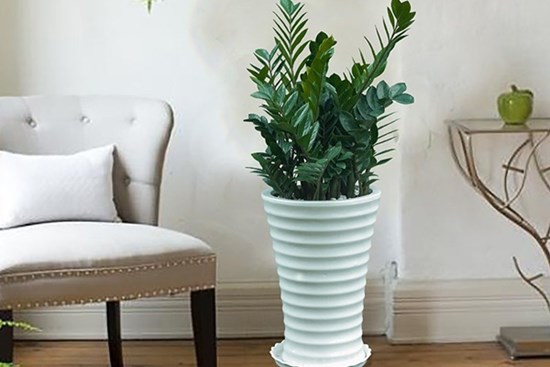 5 loại cây 