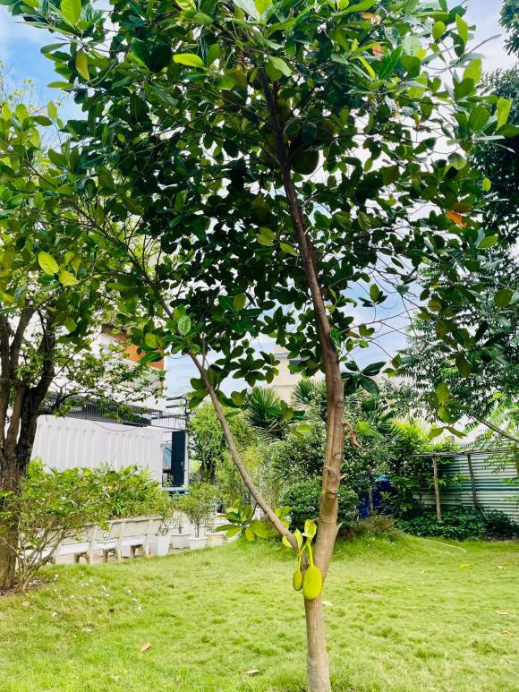 Ốc Thanh Vân khoe vườn cây trĩu trái trong biệt thự sau thời gian vun trồng-3