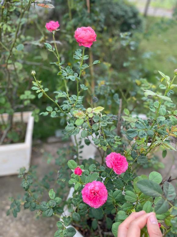 Ốc Thanh Vân khoe vườn cây trĩu trái trong biệt thự sau thời gian vun trồng-4