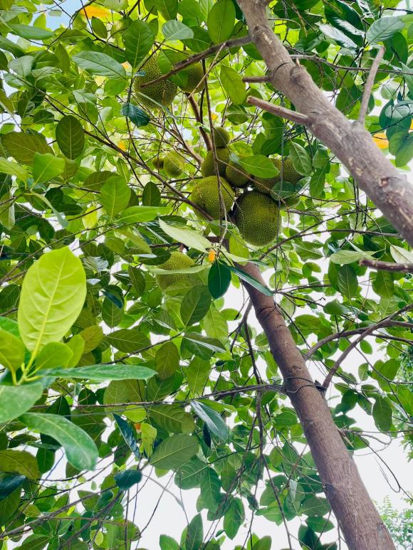 Ốc Thanh Vân khoe vườn cây trĩu trái trong biệt thự sau thời gian vun trồng-6