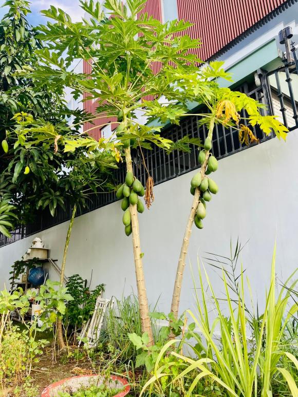 Ốc Thanh Vân khoe vườn cây trĩu trái trong biệt thự sau thời gian vun trồng-8