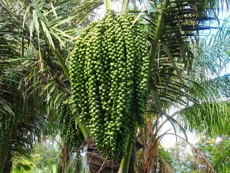 Loại hạt mọc dại trong rừng thành đặc sản, chị em lùng mua về làm đủ món-4