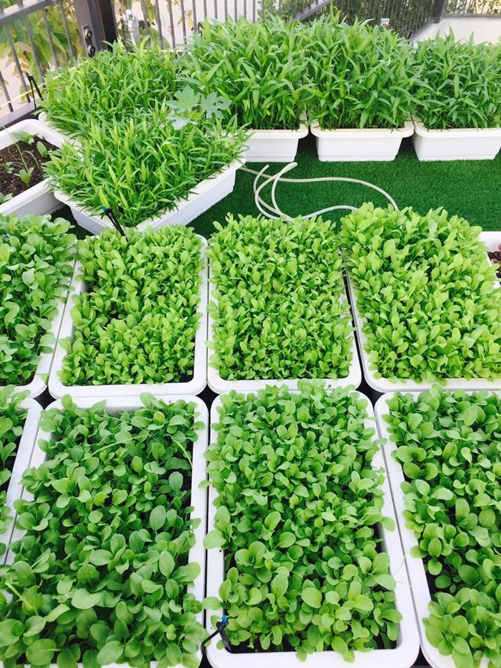 Không gian xanh mướt khiến vợ chồng Lý Hải - Minh Hà quyết rời bỏ ngôi nhà 2 triệu đô ra ngoại thành sinh sống-15