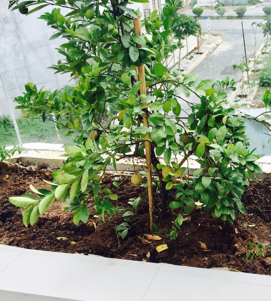 Không gian xanh mướt khiến vợ chồng Lý Hải - Minh Hà quyết rời bỏ ngôi nhà 2 triệu đô ra ngoại thành sinh sống-18