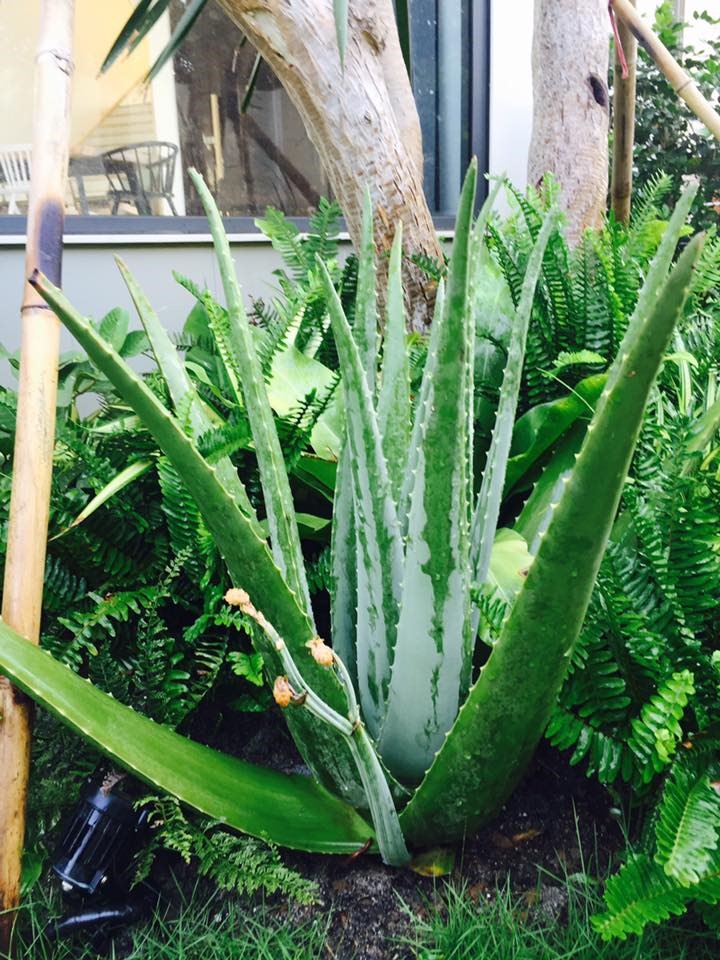 Không gian xanh mướt khiến vợ chồng Lý Hải - Minh Hà quyết rời bỏ ngôi nhà 2 triệu đô ra ngoại thành sinh sống-23