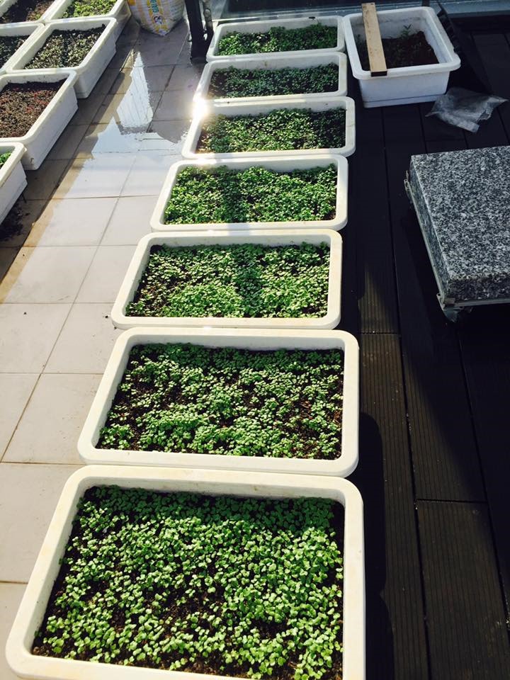 Không gian xanh mướt khiến vợ chồng Lý Hải - Minh Hà quyết rời bỏ ngôi nhà 2 triệu đô ra ngoại thành sinh sống-24