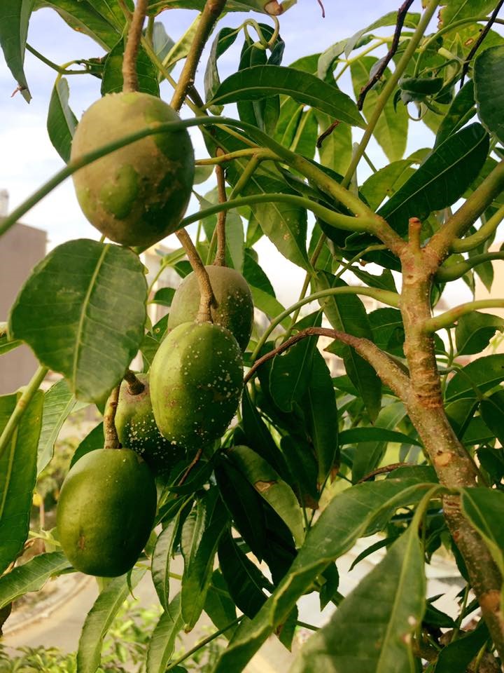 Không gian xanh mướt khiến vợ chồng Lý Hải - Minh Hà quyết rời bỏ ngôi nhà 2 triệu đô ra ngoại thành sinh sống-25