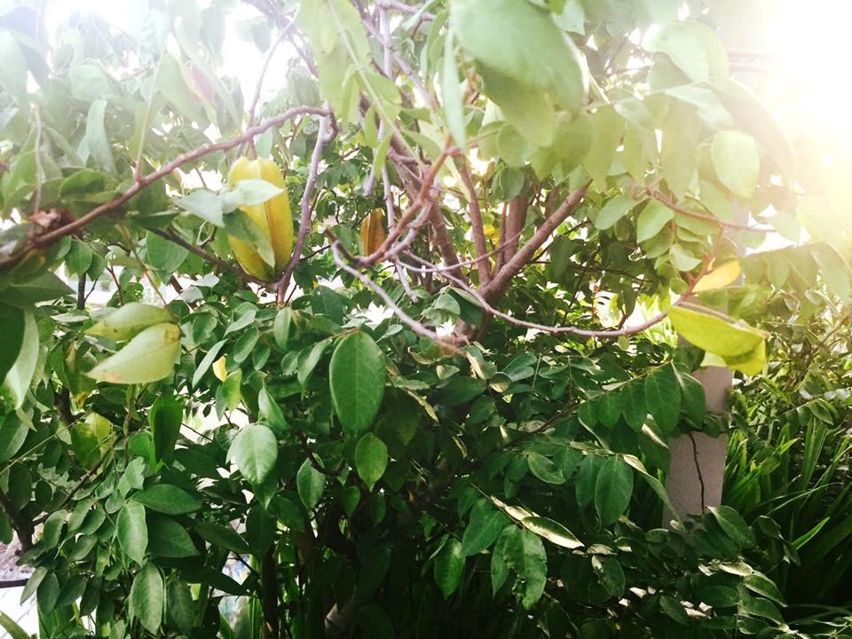 Không gian xanh mướt khiến vợ chồng Lý Hải - Minh Hà quyết rời bỏ ngôi nhà 2 triệu đô ra ngoại thành sinh sống-28