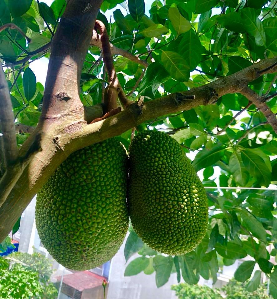 Không gian xanh mướt khiến vợ chồng Lý Hải - Minh Hà quyết rời bỏ ngôi nhà 2 triệu đô ra ngoại thành sinh sống-29