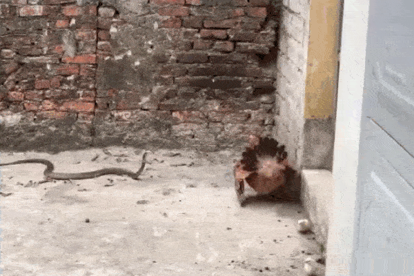 Clip: Rắn hổ mang bị 5 chó nhà cắn xé tơi bời và cái kết khó tin-1