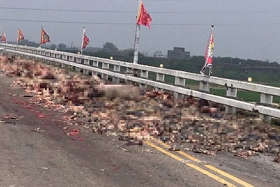 Xe tải làm đổ nội tạng lợn tràn lan trên cầu làm tắc nghẽn giao thông, hình ảnh hiện trường gây ám ảnh