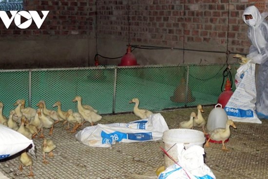 Phát hiện ổ dịch H5N1, tiêu hủy 1.700 gia cầm ở Kon Tum