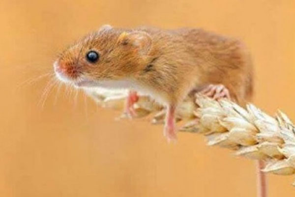 3 con giáp nữ trời sinh đã có số làm đại gia, sau khi kết hôn được chồng yêu chiều, gia đình chồng cưng như trứng-4