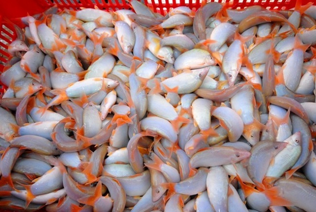 Loài cá lạ giá 800 nghìn đồng/kg vẫn không có hàng để bán-1