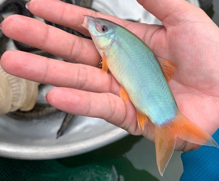 Loài cá lạ giá 800 nghìn đồng/kg vẫn không có hàng để bán-2