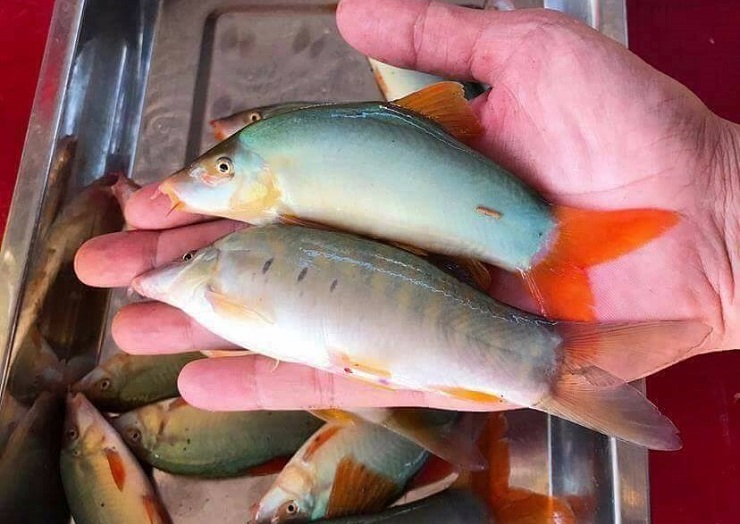 Loài cá lạ giá 800 nghìn đồng/kg vẫn không có hàng để bán-3