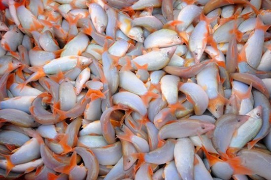 Loài cá lạ giá 800 nghìn đồng/kg vẫn không có hàng để bán