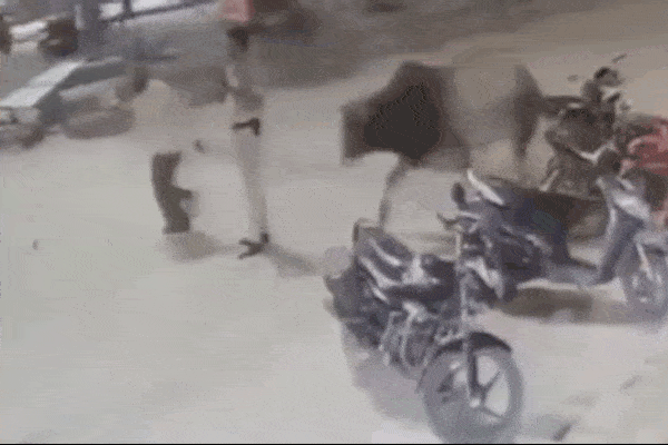 Clip: Bò đực 