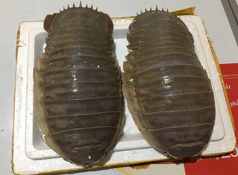 Loài bọ biển ngon hơn tôm tùm, giá siêu rẻ cũng 1 triệu/kg-1