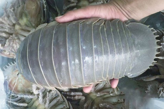 Loài bọ biển ngon hơn tôm tùm, giá siêu rẻ cũng 1 triệu/kg
