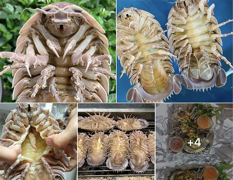 Loài bọ biển ngon hơn tôm tùm, giá siêu rẻ cũng 1 triệu/kg-3