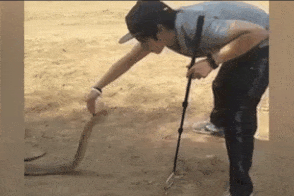 Cầy Mangut và rắn hổ mang đều bỏ mạng sau trận tử chiến trên hoang mạc-1