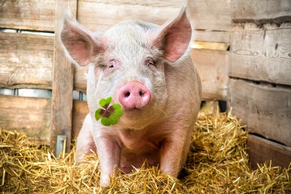 Bộ phận ngon nhất” của con lợn siêu giàu collagen và canxi, có tiền chưa chắc đã mua được-1