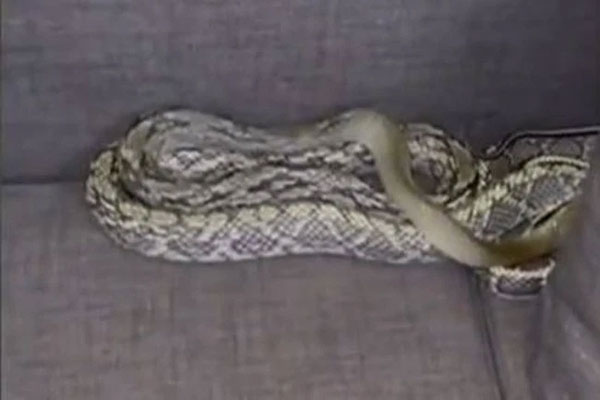 Thả mình thư thái vào chiếc ghế sofa, người đàn ông giật bắn mình phát hiện khách lạ mò tới tự bao giờ, gọi điện thoại cầu cứu trong hoảng loạn-1