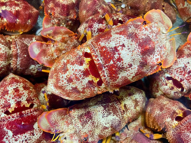 Loại tôm lạ có giá hơn 2 triệu đồng/kg, nhà giàu mỏi mắt lùng mua-1