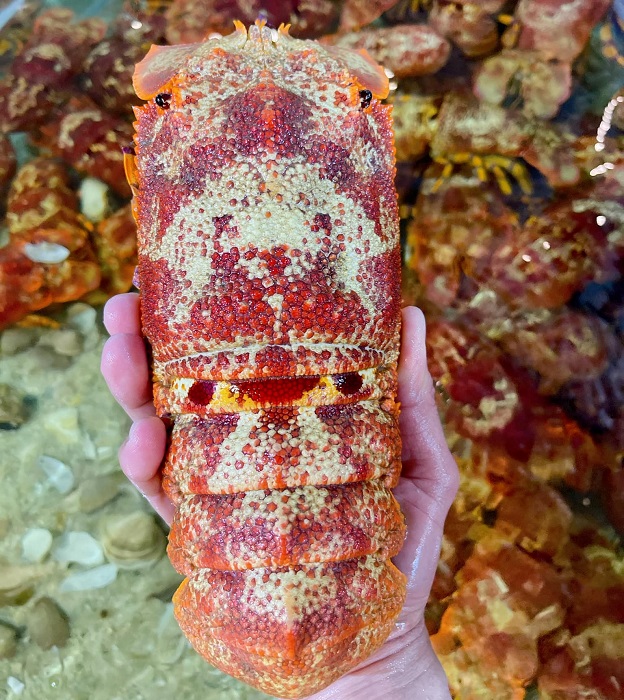 Loại tôm lạ có giá hơn 2 triệu đồng/kg, nhà giàu mỏi mắt lùng mua-2