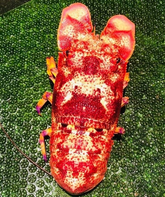 Loại tôm lạ có giá hơn 2 triệu đồng/kg, nhà giàu mỏi mắt lùng mua-3