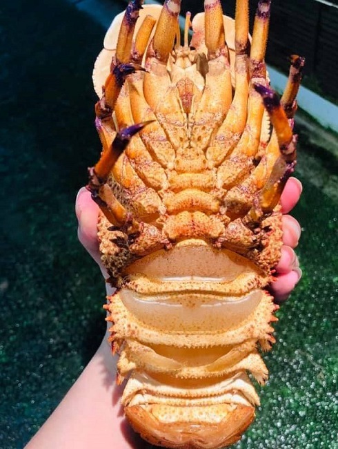 Loại tôm lạ có giá hơn 2 triệu đồng/kg, nhà giàu mỏi mắt lùng mua-4