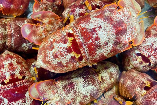 Loại tôm lạ có giá hơn 2 triệu đồng/kg, nhà giàu mỏi mắt lùng mua