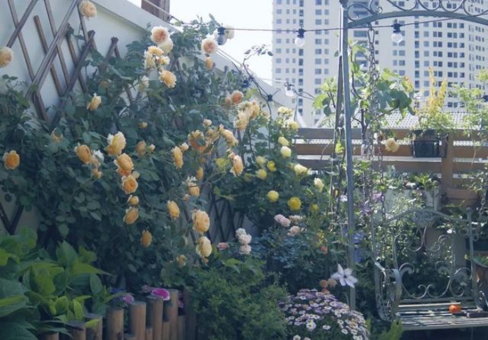 Bà mẹ trẻ trồng cả vườn hồng trên sân thượng rộng 33m²-2
