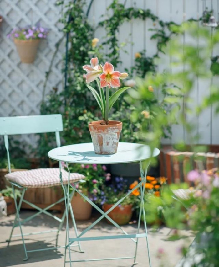 Bà mẹ trẻ trồng cả vườn hồng trên sân thượng rộng 33m²-9