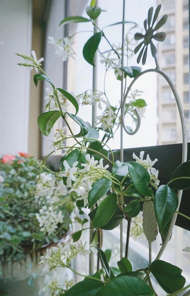 Bà mẹ trẻ trồng cả vườn hồng trên sân thượng rộng 33m²-12