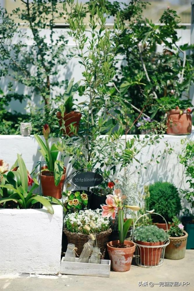 Bà mẹ trẻ trồng cả vườn hồng trên sân thượng rộng 33m²-14