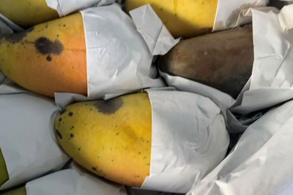 Roi ngọc bích Đài Loan 2,5 triệu/7 quả đang gây sốt có gì đặc biệt?-11