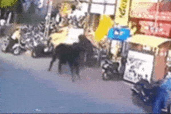 Clip: Bò bất ngờ nổi điên, tấn công người đi xe máy trên phố-1