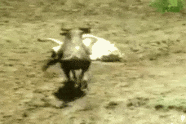 Clip: Say rượu, người đàn ông nhảy vào chuồng đòi bắt tay sư tử-1