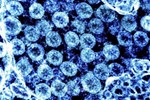 2 dòng virus mới thuộc biến thể Omicron nguy hiểm mức nào?-2