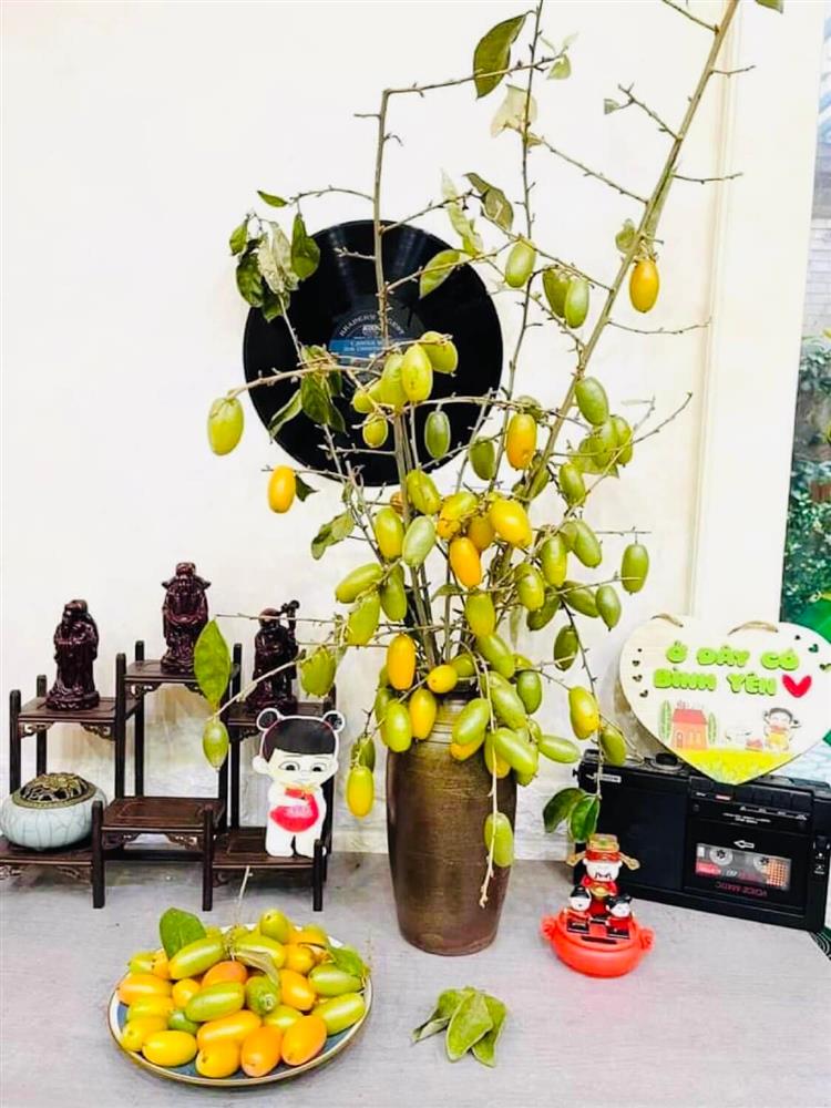 Thú cắm cành quả độc đáo, vừa để cắm cành trang trí nhà vừa chờ quả chín khiến nhiều chị em Hà thành thích mê-1
