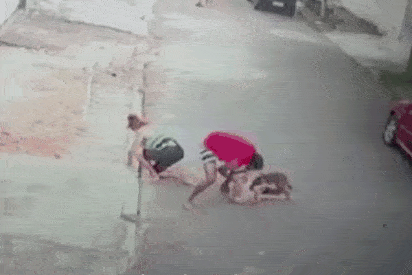 Clip: Tử chiến Pitbull, rắn hổ mang chúa bị cắn nát người và cái kết-1